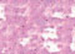 Oljepastell Sennelier 5 ml - Cobalt Violet Light Hue (095)