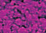 Pigment Sennelier 120G - Cobalt Violet Dp Gen (-H 909)