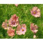 Rosensk�ra - Apricotta