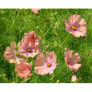 Rosensk�ra - Apricotta