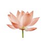 Doftolja för ljus 27 ml - nymphaea Doftolja för ljus 27 ml - nymphaea