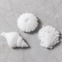 Silikonform Sjøpølse, konkylie og skall 3,5-6 cm 3-pakning Silikonform Sjøpølse, konkylie og skall 3,5-6 cm 3-pakning