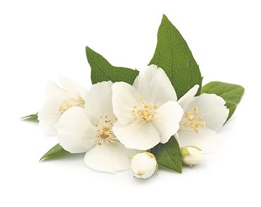 Doftolja till ljus 27 ml - jasmin Doftolja till ljus 27 ml - jasmin