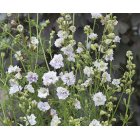 Riddarsporre - Fancy smokey eyes