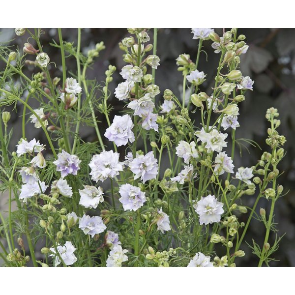 Riddarsporre - Fancy smokey eyes