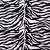 Filtrull zebra