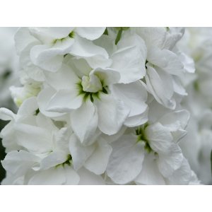 L�vkoja - Mathilda White