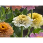 Zinnia - Cresto peaches and cream
