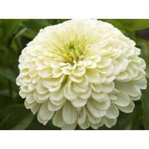 Zinnia - Isabellina