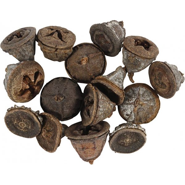 Eukalyptuskottar - 25 g Eukalyptuskottar - 25 g