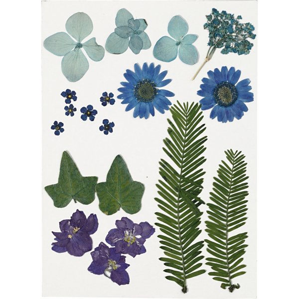 Torkade blommor och blad - blå Torkade blommor och blad - blå