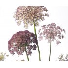 Blomstermorot - Dara