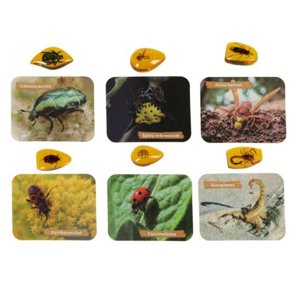 Utgrävningsset Bärnsten med Insektsfossil för Barn Utgrävningsset Bärnsten med Insektsfossil för Barn