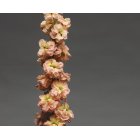 L�vkoja - Column apricot