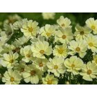 Rosesk�ra - Xanthos