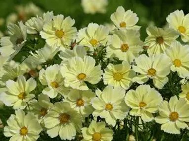 Roseskära - Xanthos Roseskära - Xanthos