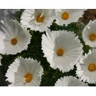 Rosensk�ra - Cupcake White