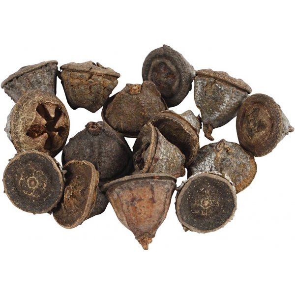 Eukalyptuskottar - 25 g Eukalyptuskottar - 25 g