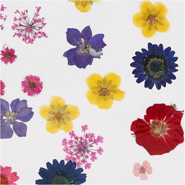 Torkade blommor och blad - mixade färger Torkade blommor och blad - mixade färger