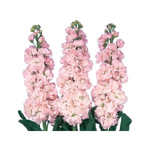 L�vkoja - Early iron cherry blossom