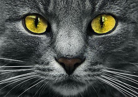 DiamondArt 27x19 cm - Yellow eyes