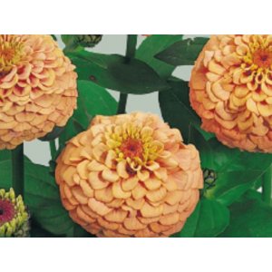 Zinnia - Oklahoma salmon